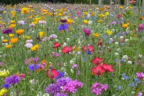 Field of wildflowers